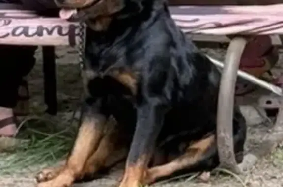 Lost dog, Melrose Street, 15172, Livonia, Southfield — female Rottweiler, very friendly - photo