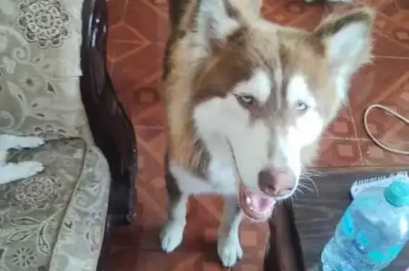 Perdido perro hembra, Calle Nogal, 603, Chihuahua - husky pelirroja de ojos azules - photo