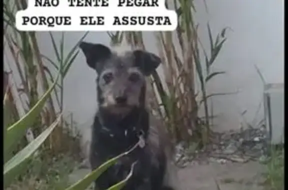 Perdido cachorro macho, Jardim das Nações, Taubaté - SP, Brasil - muito assustado - photo