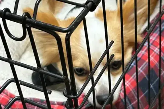 Lost dog, Little Rock - brown and white, very fast, may bite in self-defense - photo
