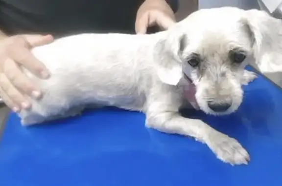 Found dog Phoenix, photo: Found dog, North 19th Avenue, 4040, Phoenix - small white poodle mix