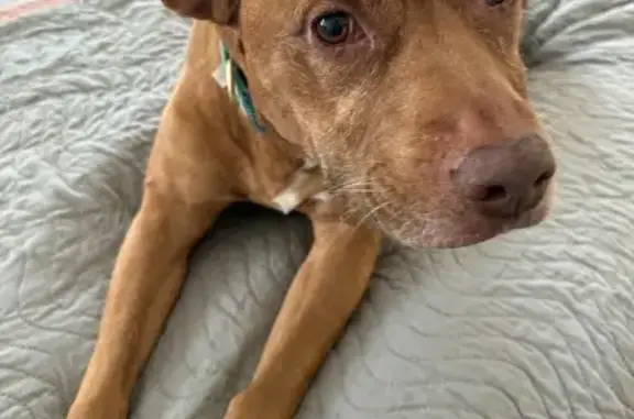 Lost dog, John Ralston Road, A...