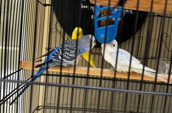 Lost bird, Antigua Drive, 3900...