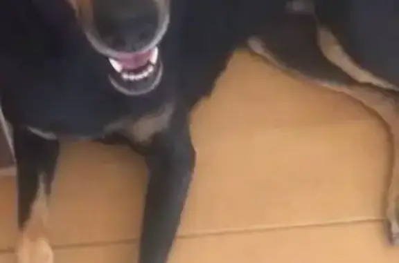 Perdido perro hembra, El Escobar, Región de Murcia, Torrelavega - collar turquesa - photo
