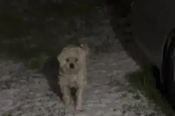 Lost dog, Kenesaw Drive, 2606, Dallas - female, white/cream - photo