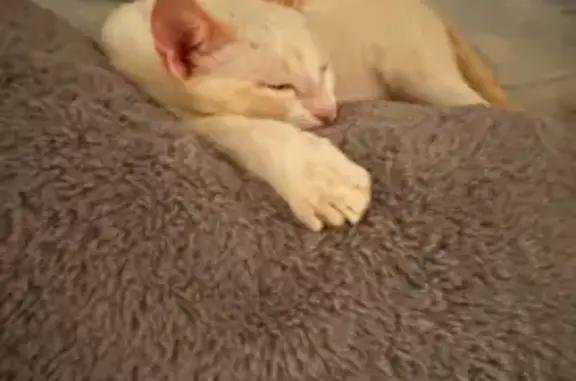 Gato perdido macho, Camino las Lomas, 39, Roquetas de Mar, Roquetas de Mar - ojos azules y cola un poco naranja - photo