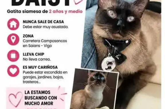 Perdido gato hembra, Estrada Camposancos, 487, Vigo - tipo siamés de dos años y medio - photo