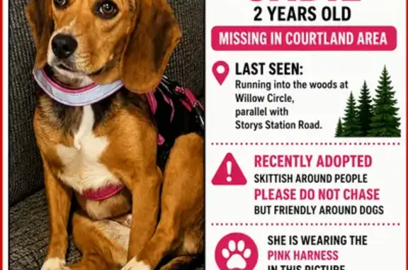 Lost dog - female, Willow Circle, 24289, Courtland, Courtland - brown and white beagle - photo