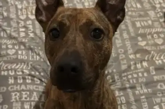 Perdido perro hembra, Avinguda Jordana, 92, Montgat, Madrid - marrón atigrada y asustadiza - photo