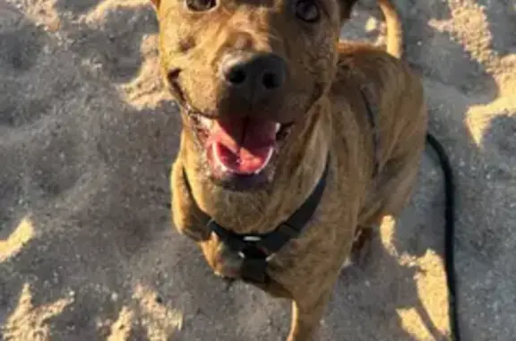 Perdido perro hembra, Carrer de Matas, 54, Tiana, Badalona - perrita mediana atigrada marrón - photo