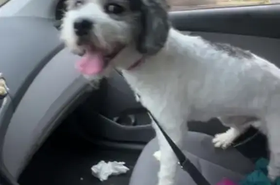Found dog, Akron, Ohio — male, white and gray, pink collar - photo