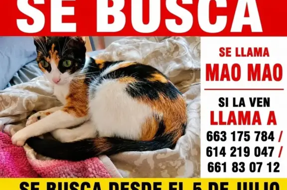 Perdido gato hembra, Calle Patricio Perez, 62, Torrevieja - pequeña y de varios colores - photo