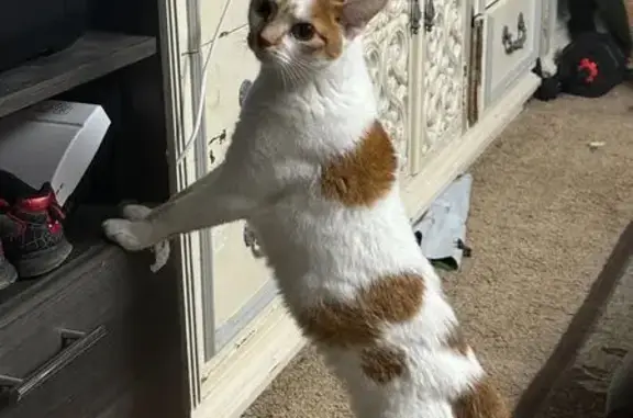 Lost cat, Trenton Road, 604, P...