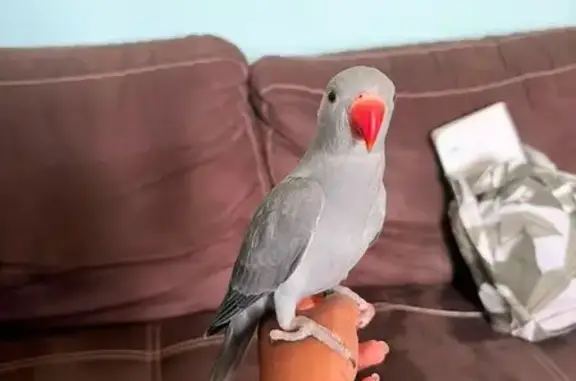 Animaux perdus Paris, photo: Perdue oiseau, Pontoise, Île-de-France, Paris - perruche à collier d'Asie grise
