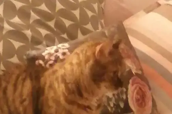 Chat perdu, Rue des Sarrazins, 35, Lille - femelle tigrée marron, très timide - photo