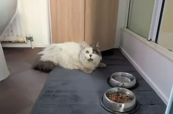 Found cat, Acaster Lane, Acast...