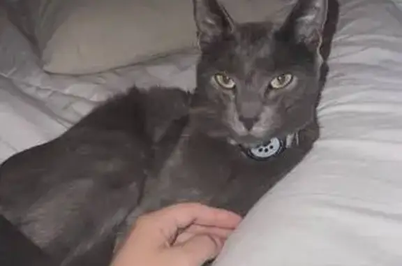 Perdido gato masculino, Rúa Crisantemo, 3, Vigo - muy mimoso y escurridizo - photo