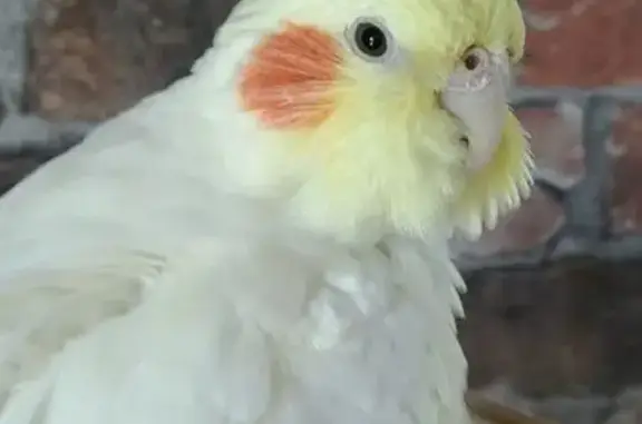 Perdue oiseau femelle, Chemin Saint-Peyre, 4, Ennezat - très proche de son humain - photo