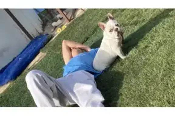 Perdido perro hembra, El Molar, Comunidad de Madrid, Pozuelo de Alarcon - photo