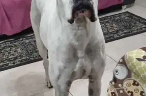 Perdido cachorro macho, Cotia, São Paulo - Boxer branco com rabo curto - photo