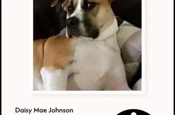 Lost dog female, Half Moon Terrace, 10, Wyndham City, Hobsons Bay - tan and white chest, white paws - photo