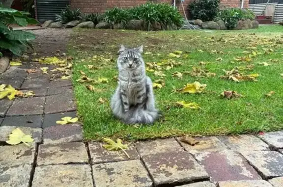 Lost cat, Callanan Drive, 39,...