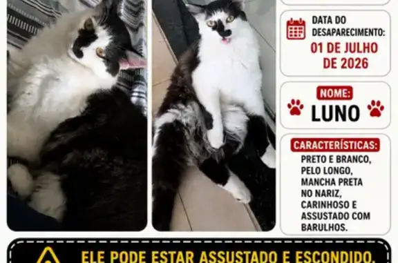 Perdido gato macho, Travessa N...