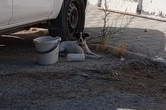 Perro encontrado Sevilla, foto: Encontrado perro masculino, Sevilla, Andalucía - con collar rojo