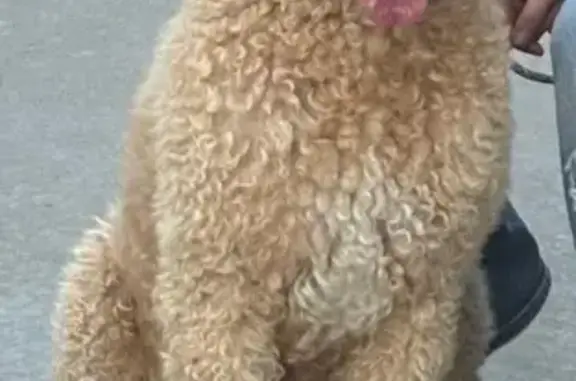 Lost dog, McKinney Avenue, 801...