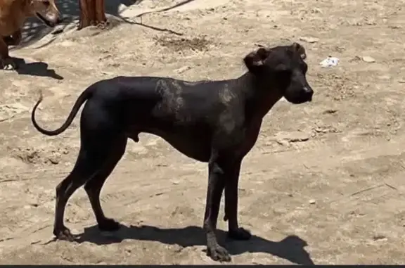 Búsqueda de mascotas, foto: Perro perdido, Cerrada de Naranjo, 18, Naucalpan de Juárez - macho xoloitzcuintle mediano