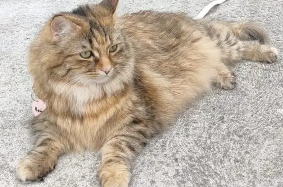 Lost cat, Low Street, Georges...
