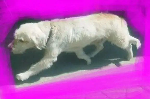 Búsqueda de mascotas, foto: Perdido perro hembra en Alarico Ⅱ, Chicoloapan de Juárez, Chicoloapan — 15 años, collar café oscuro