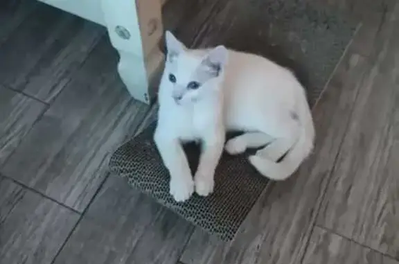 Gato encontrado Sevilla, foto: Encontrado gato macho en Calle Armiño, 38, Sevilla - blanco, sin castrar, unos 5 meses