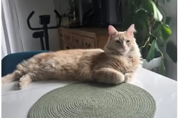 Chat perdu, Rue de la Mairie, 136, Cranves-Sales, Paris — mâle croisé beige uni - photo