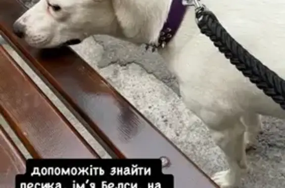 Зникла собака, вулиця Академіка Ющенка, Вінниця — білого кольору, на вушках коричневі плями - photo