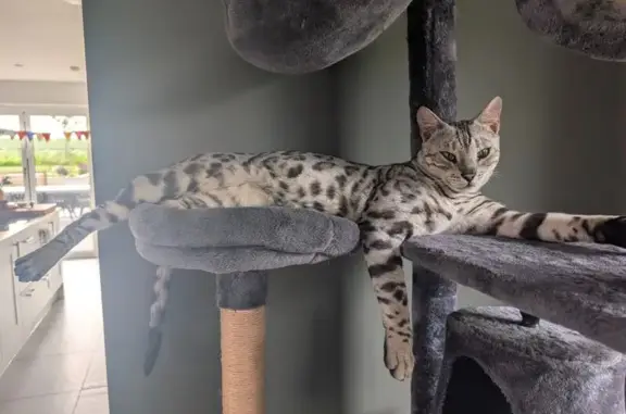 Lost cat, Newport Pagnell MK16 9FW, UK, London - male - photo