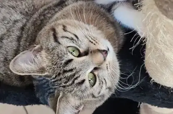 Chat perdu femelle, Rue des Plantes, Metz, Paris - yeux verts tigré - photo