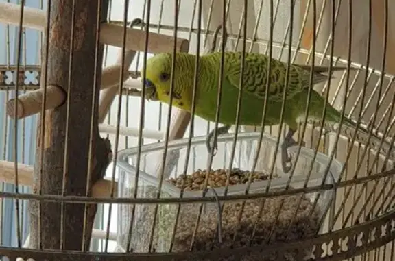 Animaux perdus Épernay, photo: Perdue oiseau, Les Clayes-sous-Bois, Épernay - perruche verte