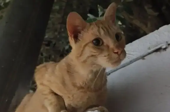 Encontrado gato masculino, Avenida de Montañana, 990, Zaragoza, Pozuelo de Alarcon - muy cariñoso y entra en casa - photo