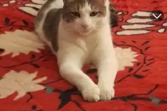 Blanc et gris,pika a 4 ans ,il est puce, il a jamais quitté le domicile vraiment, ça peux arriver 2 a jours mais la 2 semaines