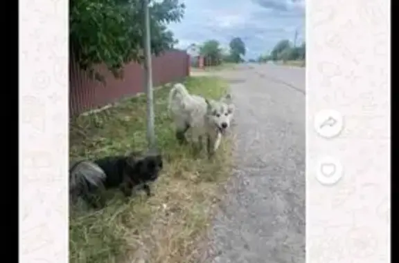 Зникла собака, вулиця Тараса Шевченка, Підлісся — біла аляскінська маламут - photo