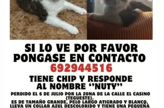Perdido gato macho, Calle la Garete, 9, Tegueste, La Laguna - grande y muy peludo - photo
