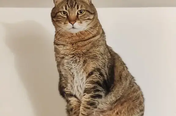 Chat perdu, Drancy, photo: Chat perdu mâle, Rue Kléber, Saint-Ouen-sur-Seine, Drancy - gros gabarit
