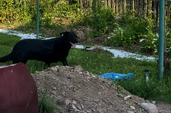 Зникла собака, вул. Лесі Українки, Степанівка, Степанівка — чорного кольору, має зелену кліпсу на вусі - photo