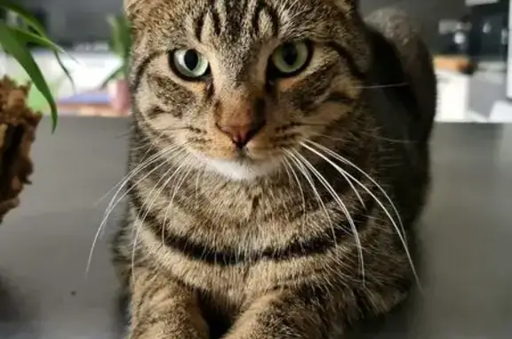 Chat perdu, Impasse les Près Riants, 9, La Balme-de-Sillingy - mâle tigré, assez grand - photo