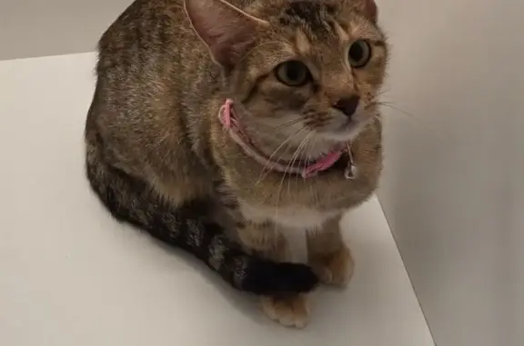 Lost cat, County Road 4797, 1333, Springtown - female torbie wearing a grey Seresto collar - photo