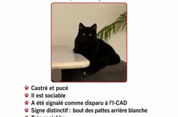 Mâle noir corpulence normal pas de collier bout des pattes blanc sociable