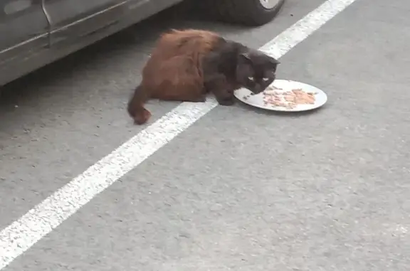 Chat trouvé Soustons, photo: Chat trouvé, Résidence Sterling, 2, Soustons — méfiant mais pas peureux
