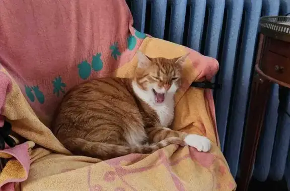 Chat perdu mâle, Rue Branly, 21, Rueil-Malmaison - roux / fauve, ventre blanc - photo