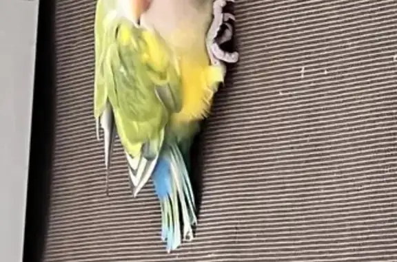 Tiene las plumas de atrás azules. Se paro en mi mosquitero y ya tiene rato ahi